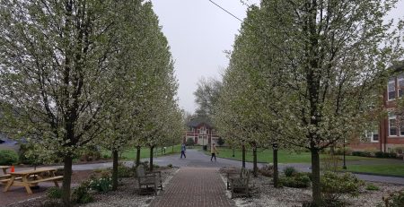 A path on the Watkinson School campus, with trees of white flowers on either side.