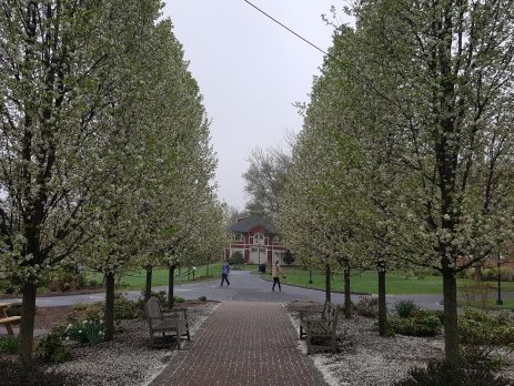 A path on the Watkinson School campus, with trees of white flowers on either side.