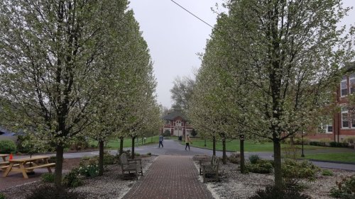 A path on the Watkinson School campus, with trees of white flowers on either side.